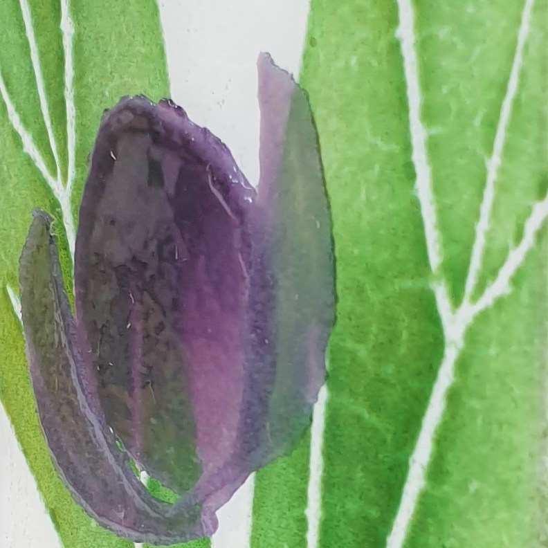 Feathered Glass pip stacey purple hellebores